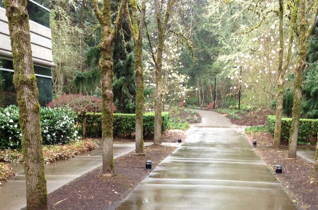 A road with trees and bushes on both sides of it.